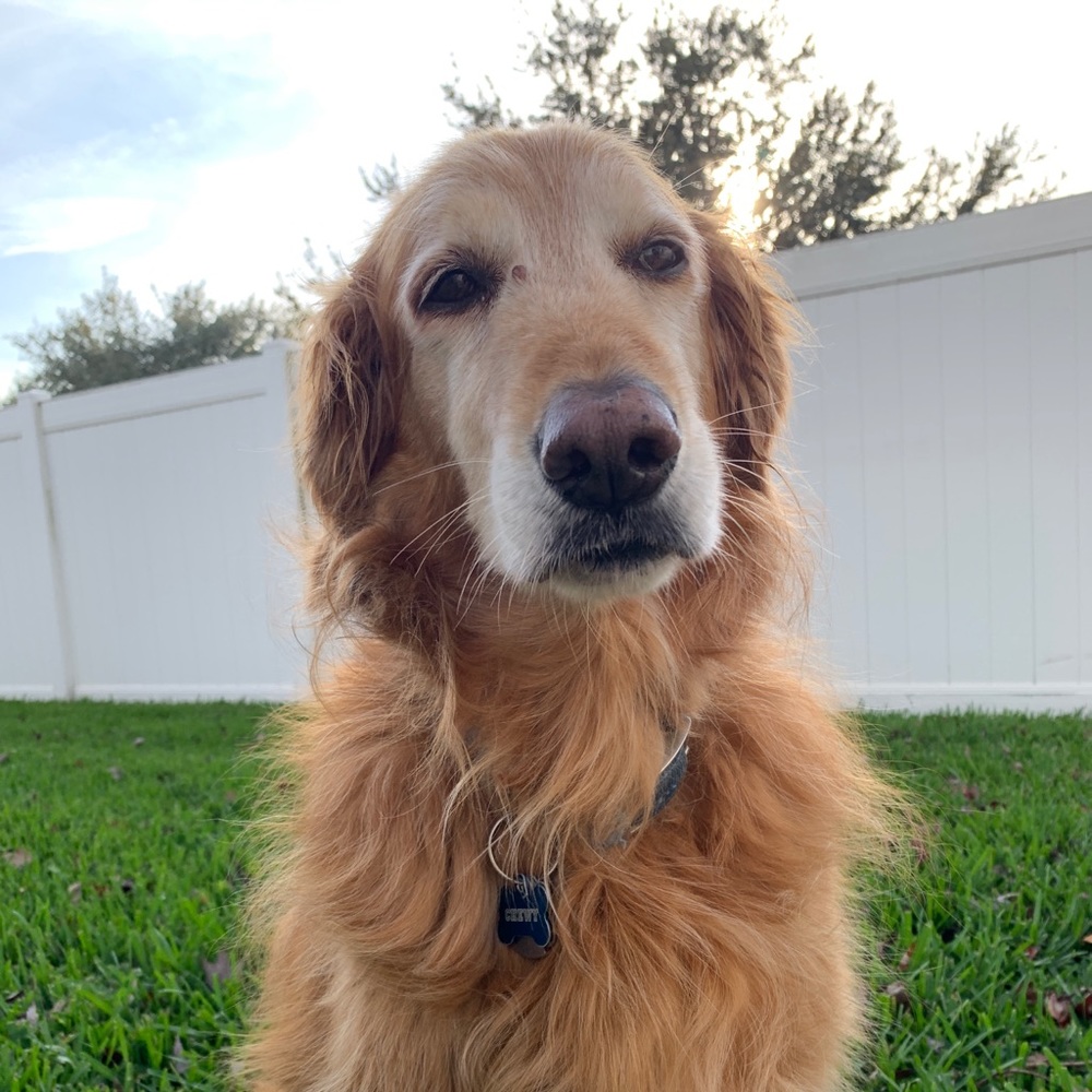 Meet your Posher, Bella